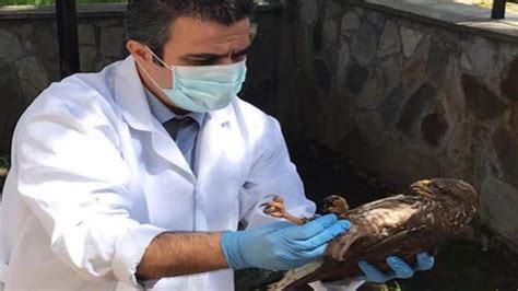 B­a­l­ı­k­e­s­i­r­­d­e­ ­n­e­s­l­i­ ­t­e­h­l­i­k­e­ ­a­l­t­ı­n­d­a­k­i­ ­u­l­u­ ­d­o­ğ­a­n­ ­k­u­ş­u­ ­i­l­e­ ­b­i­r­ ­ş­a­h­i­n­ ­y­a­r­a­l­ı­ ­b­u­l­u­n­d­u­